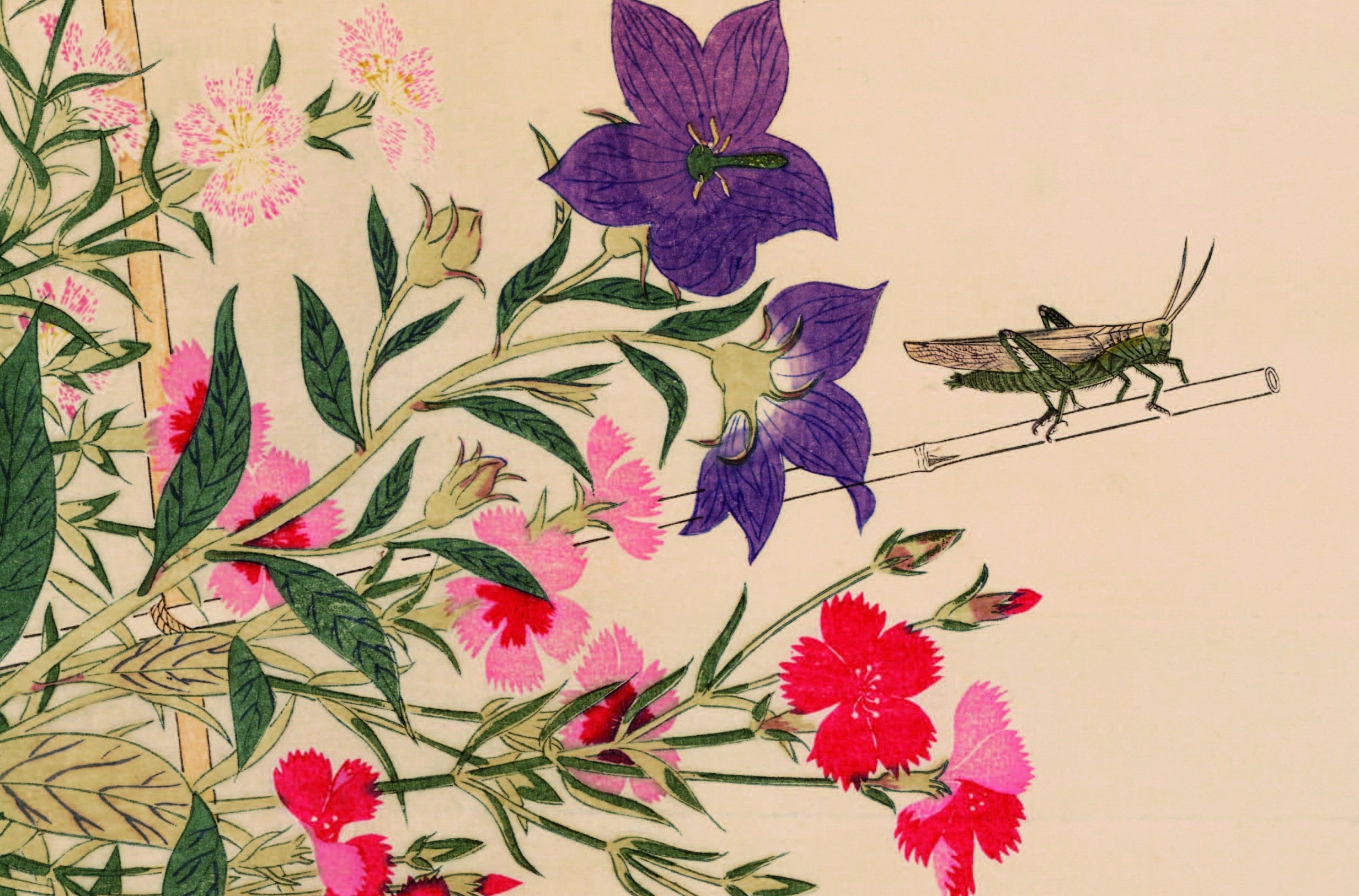 Utamaro print representing a grasshopper among pink and purple flowers.
