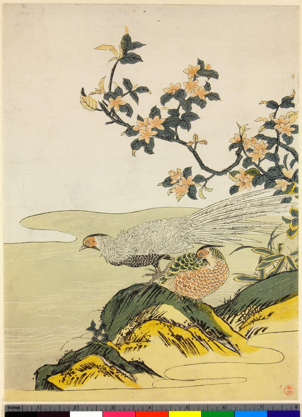 Estampe représentant deux faisants et un pêcher en fleurs à côté d'un ruisseau